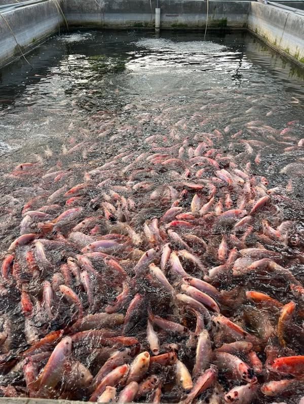 Red tilapia crowding the surface of a concrete recirculating aquaculture tank at the kelah and tilapia project run from ICA, UTM Kampus Pagoh